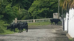 Cattle 1