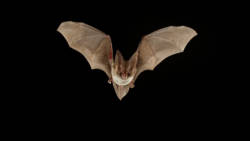 Bat