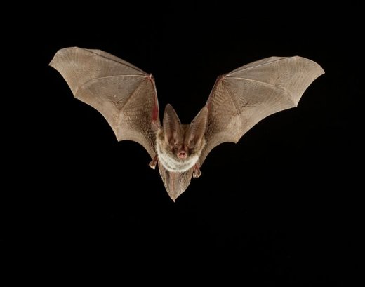 Bat