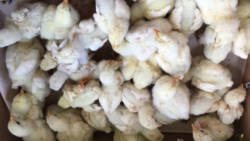 The broiler hatchlings that Allan Baker donated to the students on Wednesday. (iWN photo)