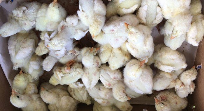 The broiler hatchlings that Allan Baker donated to the students on Wednesday. (iWN photo)