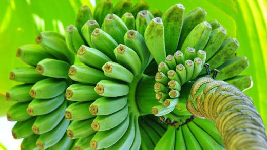 Green bananas on plant bunch