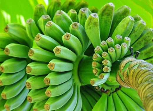 Green bananas on plant bunch