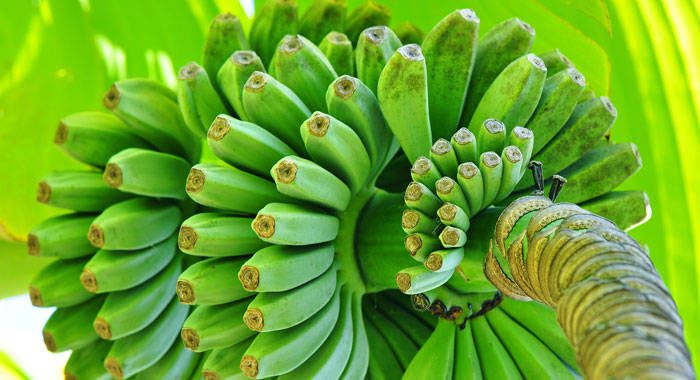 Green bananas on plant bunch