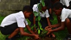 Students planting a soursop tree