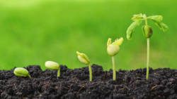 seeds green