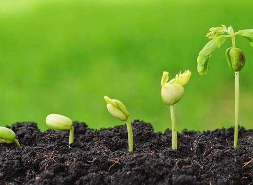 seeds green