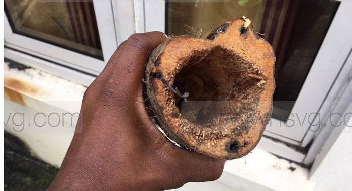 One of the hollowed out yam, in which Saville Keir of Fitz Hughes was attempting to send the marijuana to the Grenadines. (iWN photo)