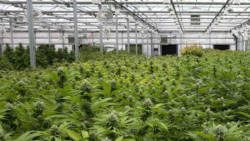 Indoor growth is ideal for medical marijuana because all variables -- nutrients, water, temperature, humidity, and light -- can be precisely controlled. (Internet photo)