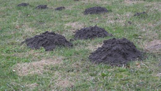 mole hills