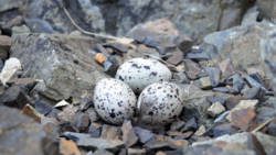 seabird eggs