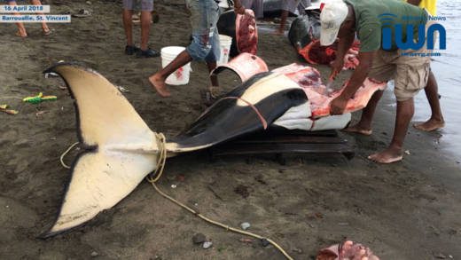 Whaling industry workers process an orca carcass in Barouallie on Monday. (iWN photo)