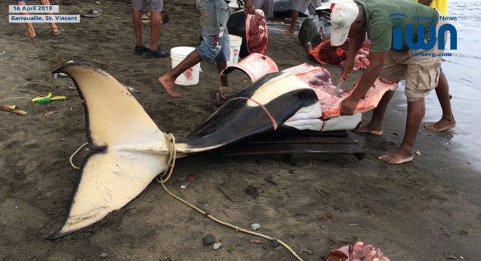 Whaling industry workers process an orca carcass in Barouallie on Monday. (iWN photo)