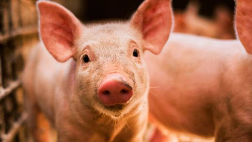 Pig