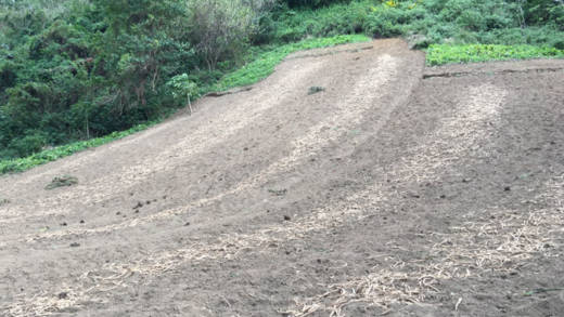The harvesting of arrowroot rhizomes in North Windward in March 2018. (iWN photo)
