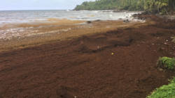 The beach at Boat Bay, a turtle nesting site, in North Windward, is under several feet of sargassum. (iWN photo)