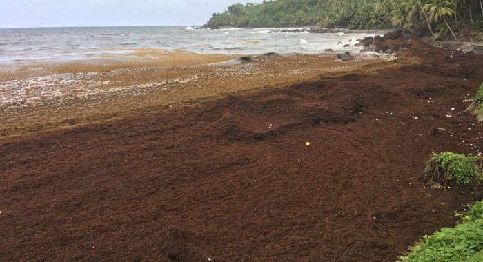 The beach at Boat Bay, a turtle nesting site, in North Windward, is under several feet of sargassum. (iWN photo)