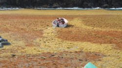 A boat throttles through thick sargassum in Owia in July 2018. (iWN photo)