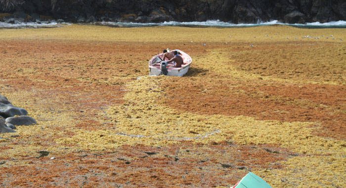 A boat throttles through thick sargassum in Owia in July 2018. (iWN photo)