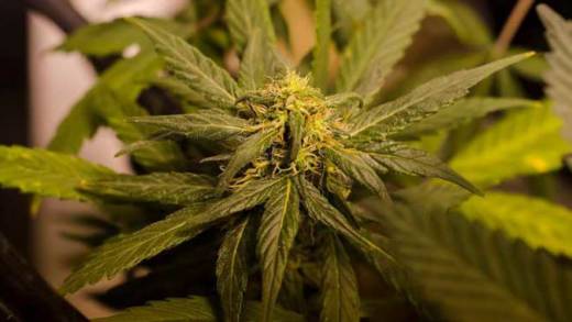 Marijuana