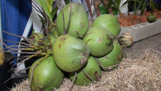 Coconut on display at Caribbean Week of Agriculture in Barbados.