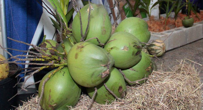 Coconut on display at Caribbean Week of Agriculture in Barbados.