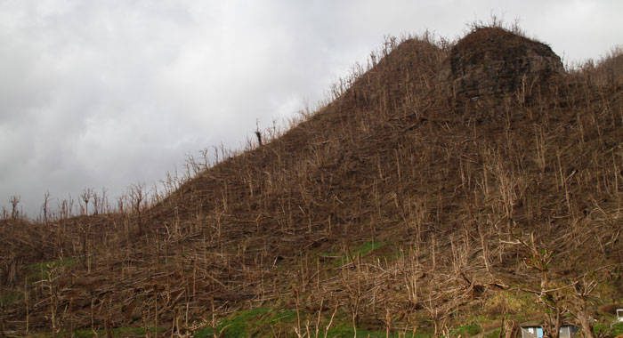 In many parts of Dominica, Hurricane Maria razed the greenery, including agricultural cultivation, from the hillside of the mountainous island. (Photo: Kenton X. Chance/IPS)
