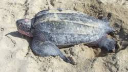 A leatherback turtle on the beach. Communities in Trinidad and Tobago are actively conserving the leatherback. (Photo courtesy: U.S. Fish and Wildlife Service Southeast Region Follow/CC by 2.0)