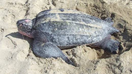 A leatherback turtle on the beach. Communities in Trinidad and Tobago are actively conserving the leatherback. (Photo courtesy: U.S. Fish and Wildlife Service Southeast Region Follow/CC by 2.0)