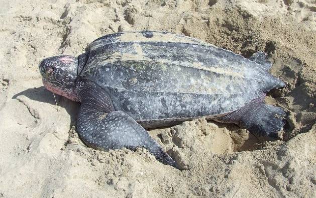 A leatherback turtle on the beach. Communities in Trinidad and Tobago are actively conserving the leatherback. (Photo courtesy: U.S. Fish and Wildlife Service Southeast Region Follow/CC by 2.0)