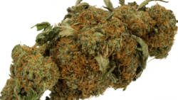 marijuana