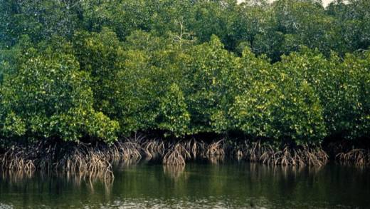 mangroves
