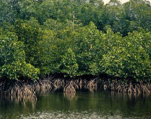mangroves