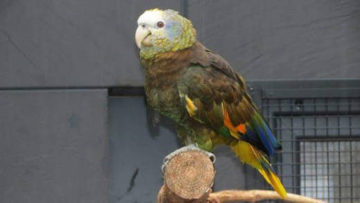 St. Vincent parrot