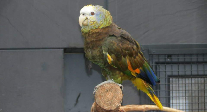 St. Vincent parrot