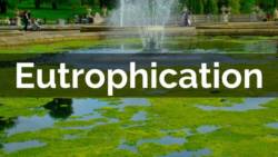 eutrophication