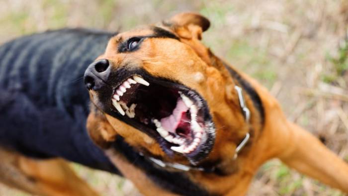 An internet photo of an aggressive dog.