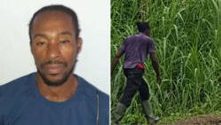 Produce thief Roneil Bobb is photographed as he enters the farm of Grant Connell, who is also a lawyer. The court fined Bobb EC$1,200 for his crime after he offered Connell EC$1,000 in a bid to avoid prosecution. 