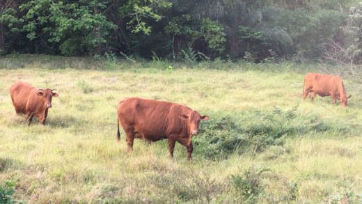 Free-range cattle graze in a field in Pembroke on Saturday. Two butchers tell iWitness News that there is a shortage of the bovine in St. Vincent. (iWN photo)