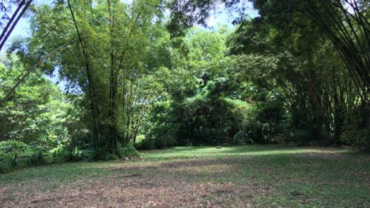Browne says that while she was at Dark View falls, there were buses of tourists who arrived as well. However, there wasn’t anyone there selling crafts or providing a guided narrative, no one making “some good island food right there and then… No group there dancing and showcasing our culture.” (iWN file photo)
