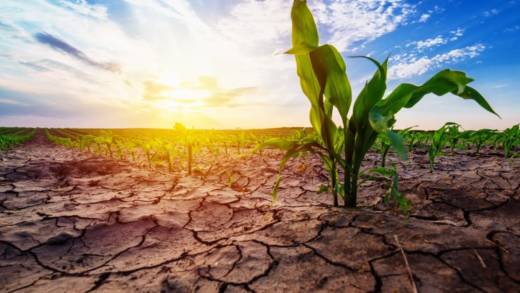 Hot dry conditions
