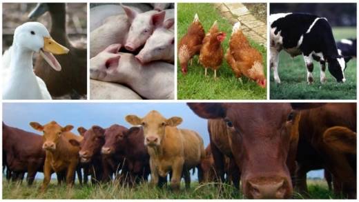 Livestock