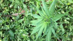 A marijuana plant grows among weeds along a roadside in St. Vincent. (iWN photo)