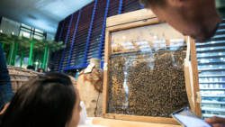 World Bee Day -- Raising awareness on the role of bees and pollinators in food and agriculture. FAO headquarters 20 May 2019, Rome, Italy. (Photo: ©FAO/Alessia Pierdomenico.)