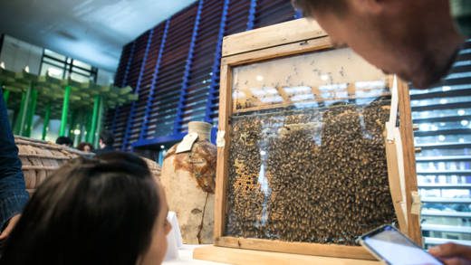 World Bee Day -- Raising awareness on the role of bees and pollinators in food and agriculture. FAO headquarters 20 May 2019, Rome, Italy. (Photo: ©FAO/Alessia Pierdomenico.)