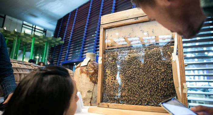 World Bee Day -- Raising awareness on the role of bees and pollinators in food and agriculture. FAO headquarters 20 May 2019, Rome, Italy. (Photo: ©FAO/Alessia Pierdomenico.)