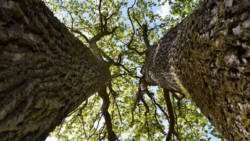 Trees