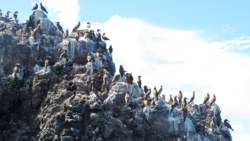 Seabirds in the southern Grenadines. 