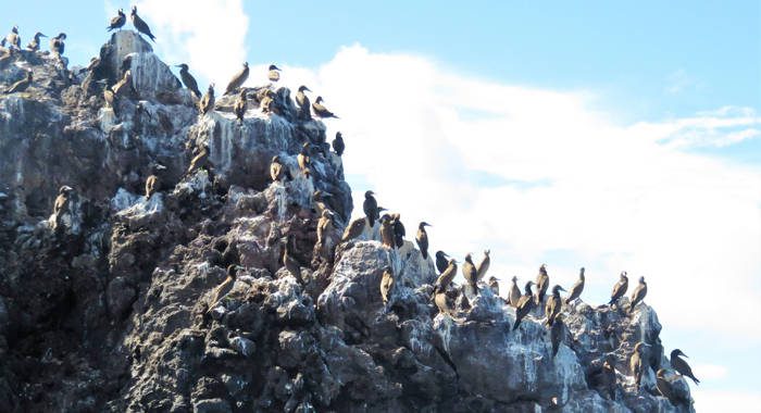 Seabirds in the southern Grenadines. 