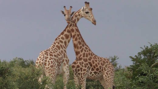 Two West African giraffes in Koure National Park in Niger. (CMC photo)